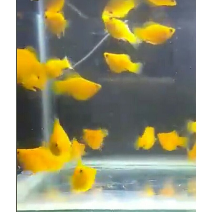 ikan molly balon