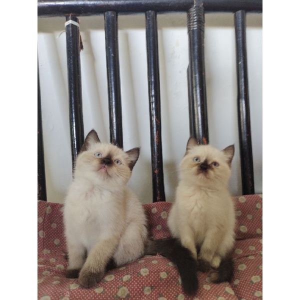 kucing Himalaya