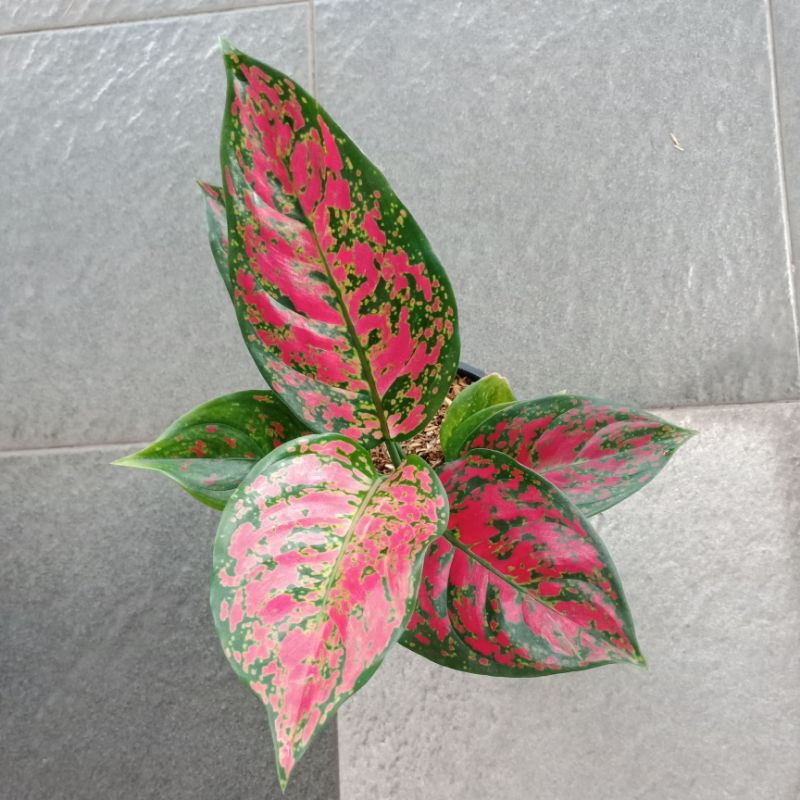 Tanaman Hias Aglonema Red king - Bibit Aglonema Red king