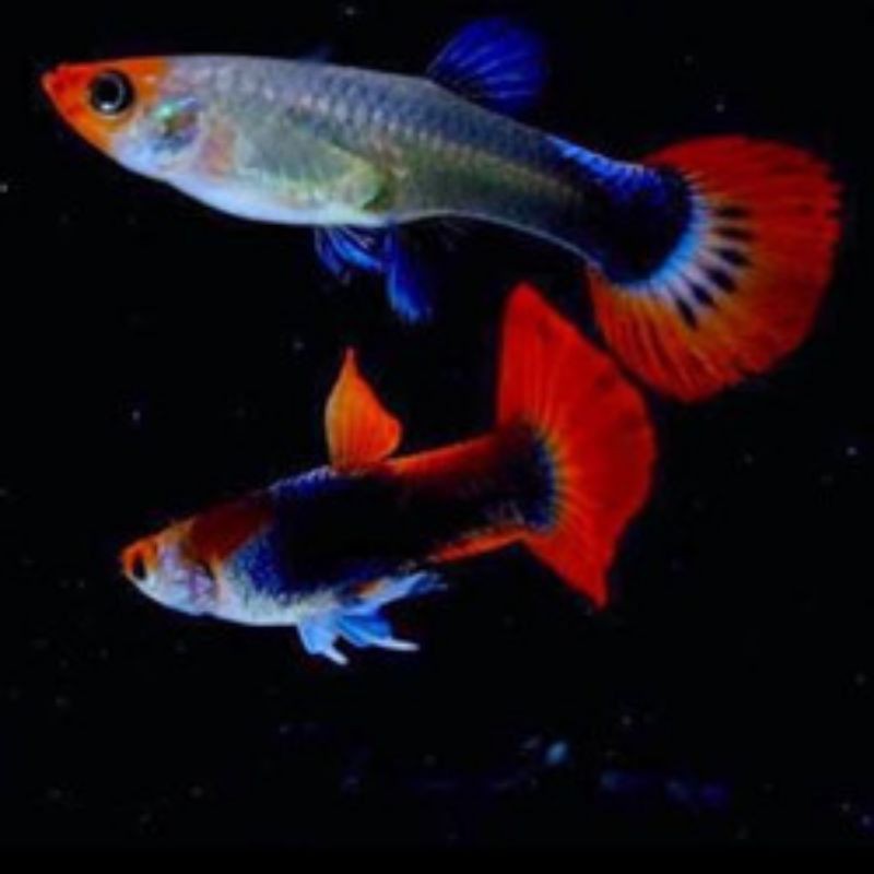 ikan Guppy tuxedo koi