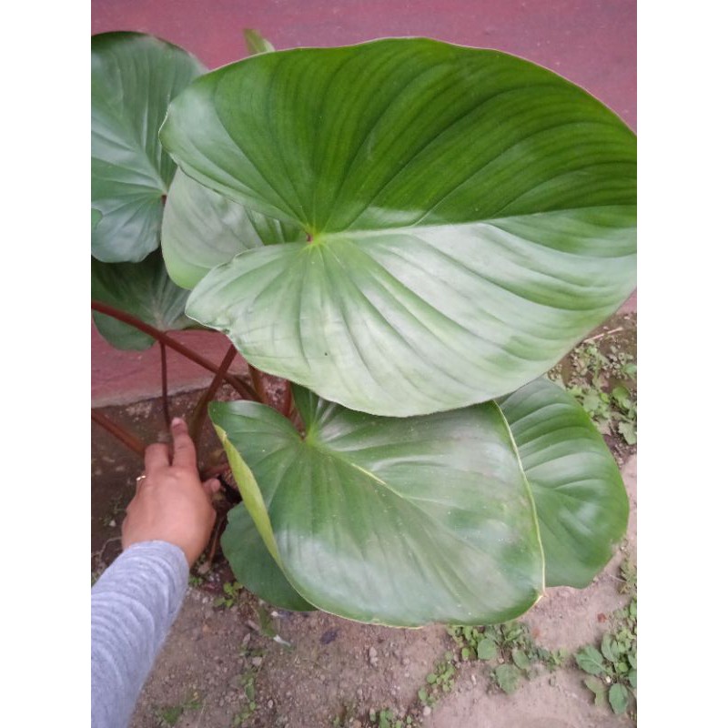 Keladi cariang merah talas merah keladi merah