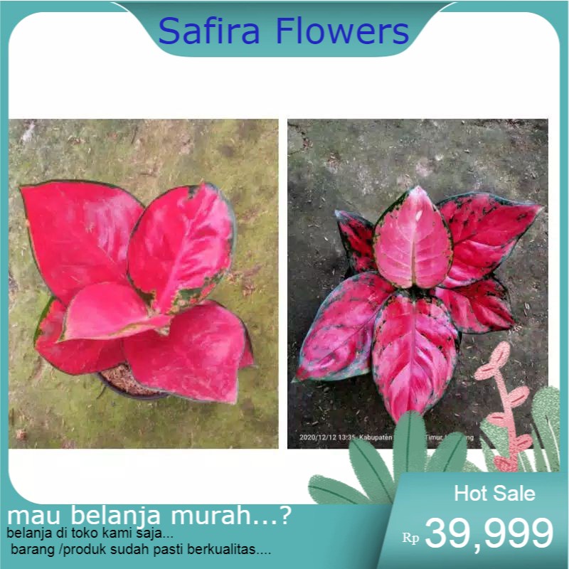 paket 2 aglonema suksom jaipong-aglonema red anjamani