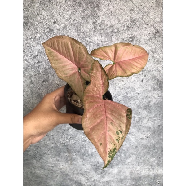 Syngonium pink flecked