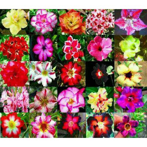 

Harga per pack_ Biji benih bunga adeium obesum mixed colors / 4biji