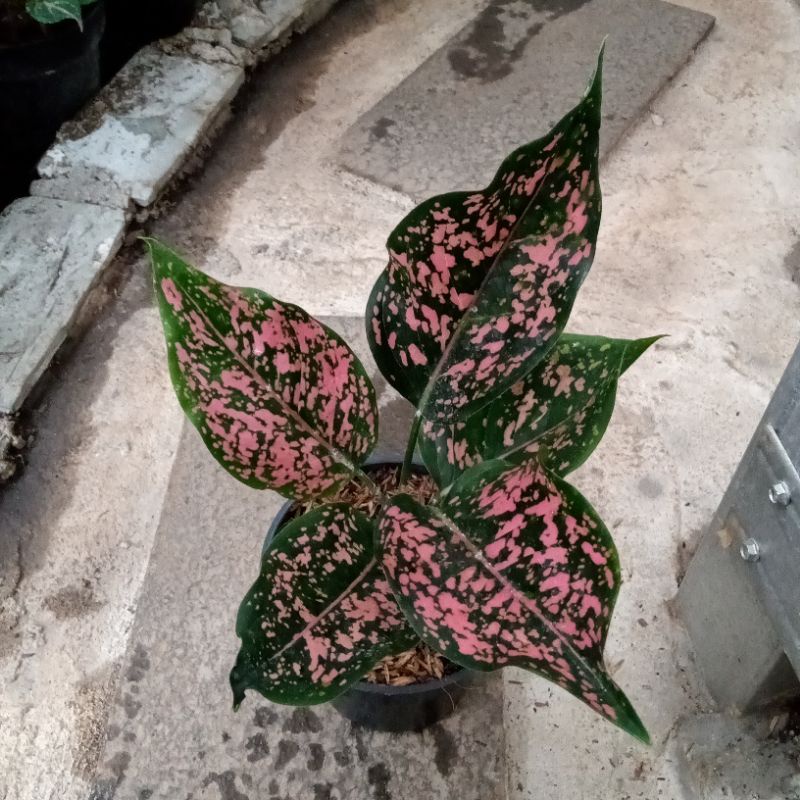 Aglonema Pink Dalmainsion Dewasa Daun 5-6-7