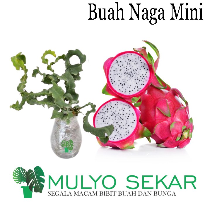 tanaman Buah Naga Mini siap buah tambulapot