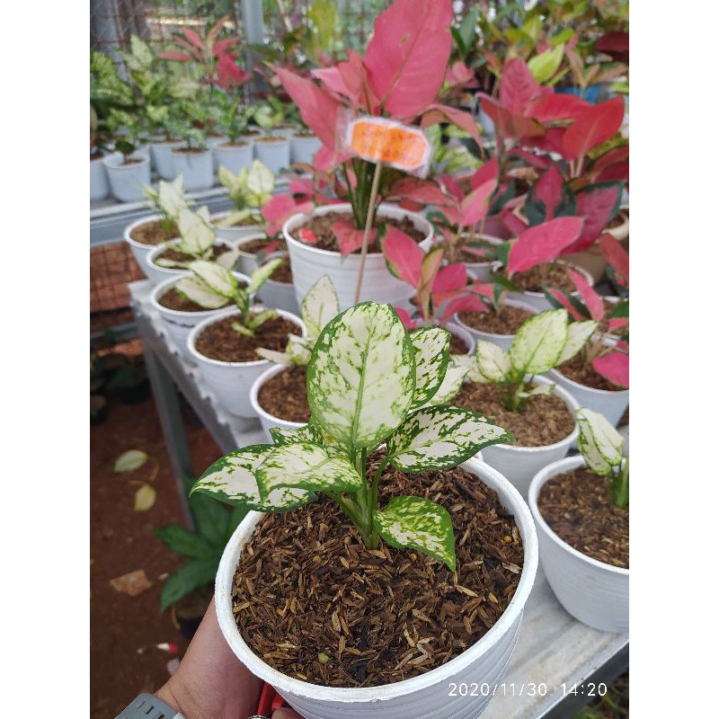 Tanaman Hias Dud White - Aglonema Dud White - Dud White Remaja Murah