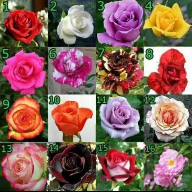 Bibit Tanaman Bunga  mawar  hidup  bisa pilih warna bibit 