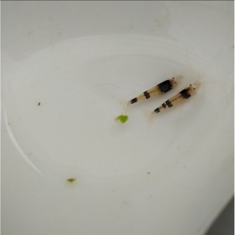 udang hias black bee aquascape