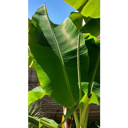 

daun pisang