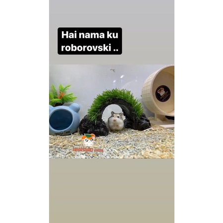 Hamster Roborovski Hewan Peliharan Lucu