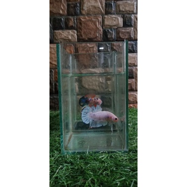 Promo Ikan cupang Giant MARBLE