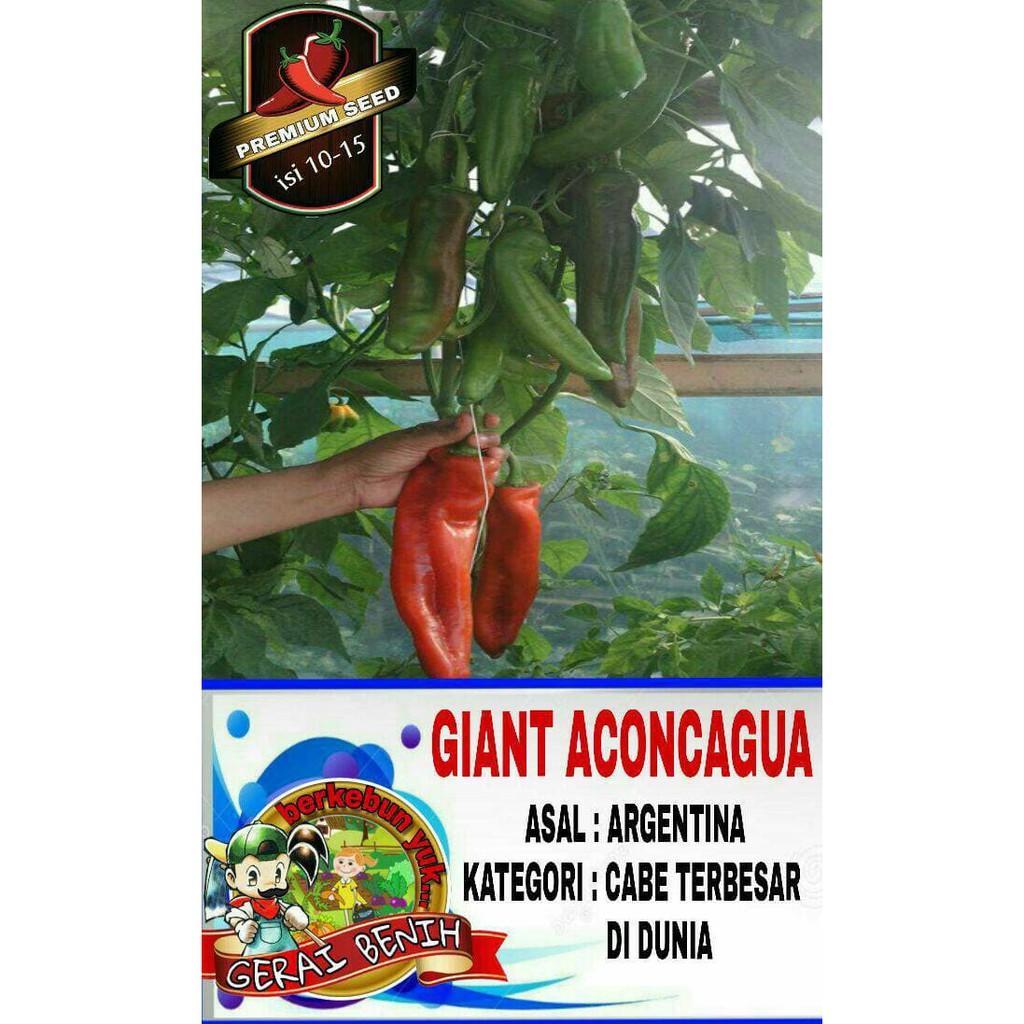 

Benih cabe GIANT ACONCAGUA