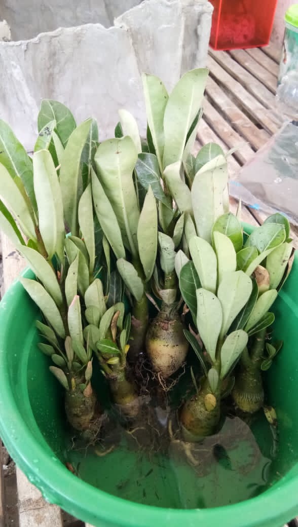 ((newww!!)) Paket 7 Bibit Bunga Tumpuk Adenium - Bibit Kamboja Jepang