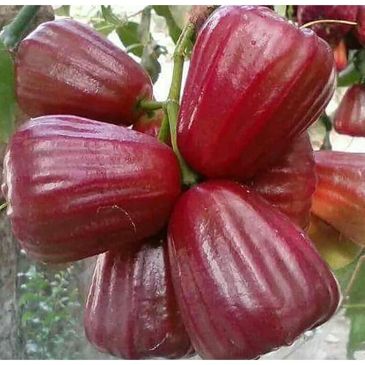 Bibit jambu air dalhari bibit jambu air unggul