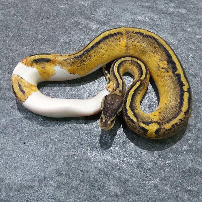 

PASTEL-DRY-OIL- BALLLPYTHON PASTEL PIED TANGERANG -OIL-DRY-PASTEL.