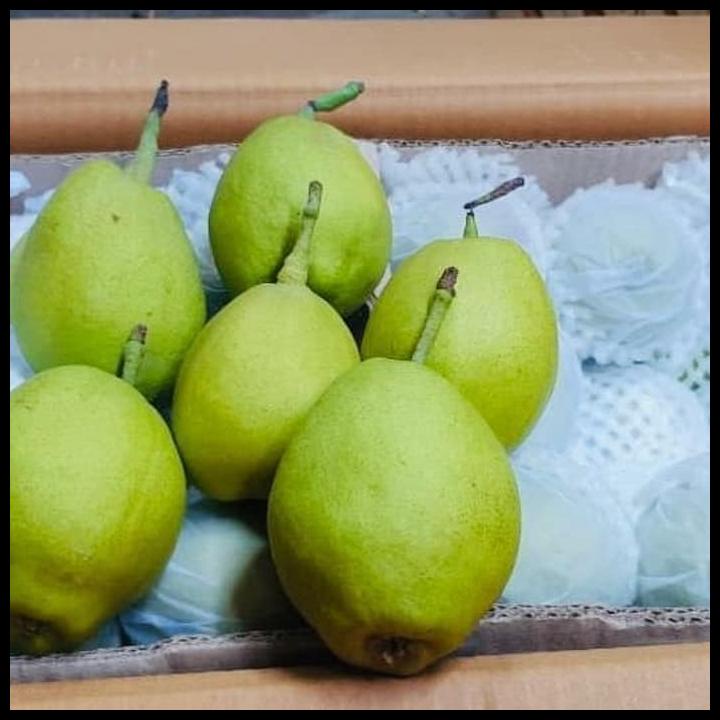 

Buah Pear Xiang Lie Kwalitas Super/Kg
