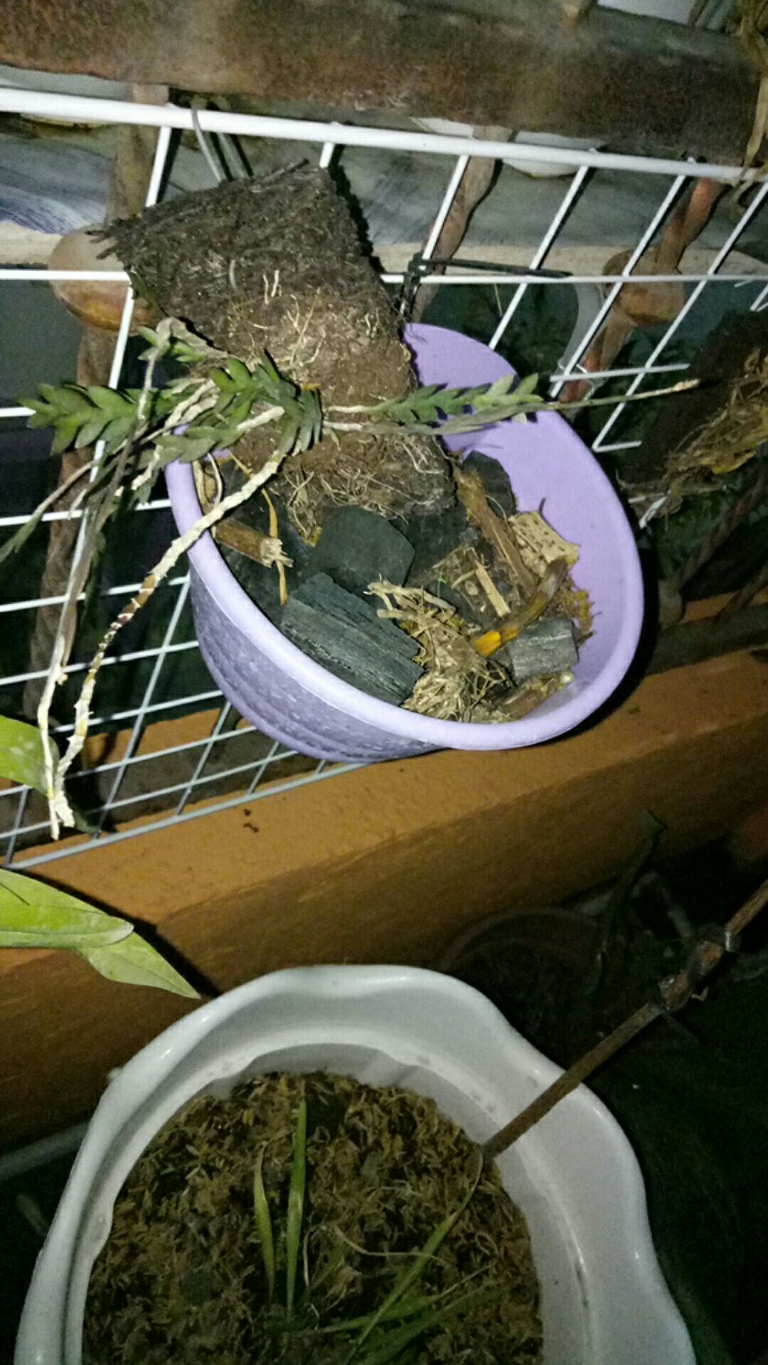 Dendrobium Leonis / Anggrek Lipan