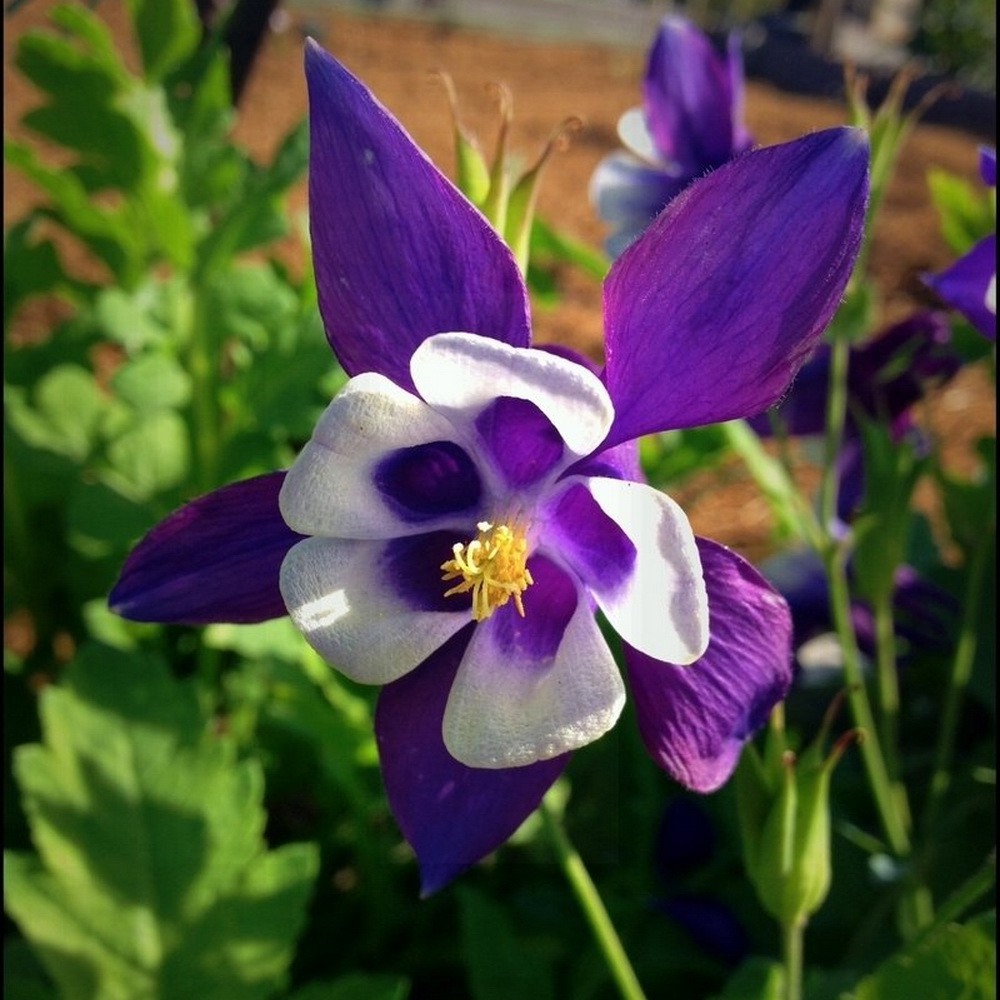 PlantaSeed - 20 Seeds - Columbine Colorado Blue Biji Bunga - PAS0217