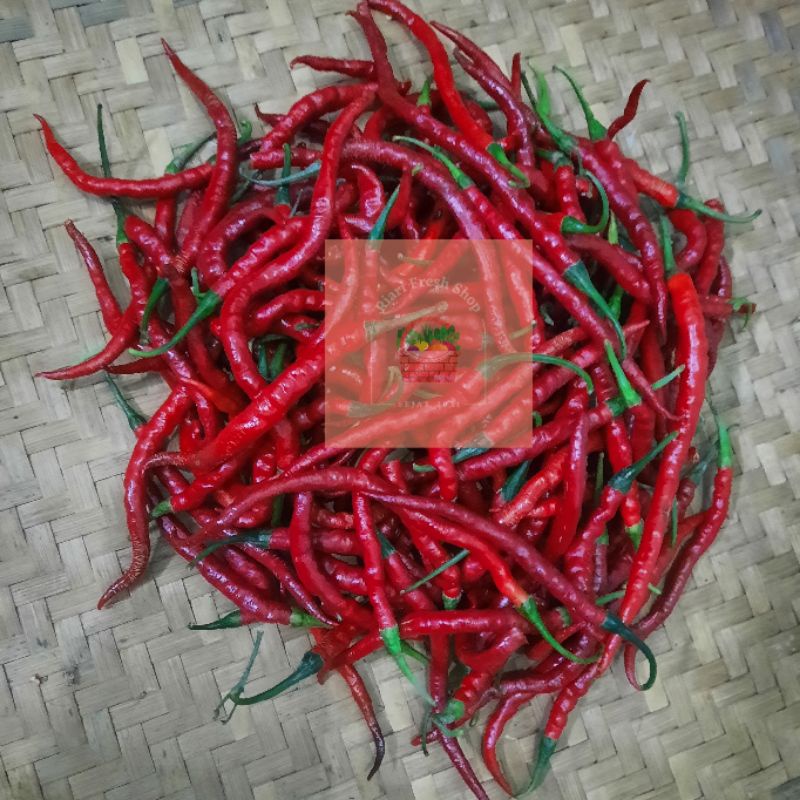 

CABE MERAH KERITING SEGAR