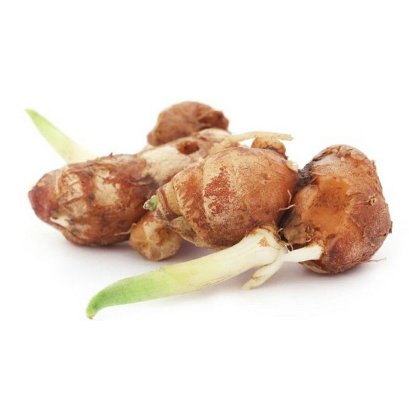 

kencur segar / kancur