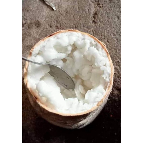 

Kopyor Jumbo Asli Pati