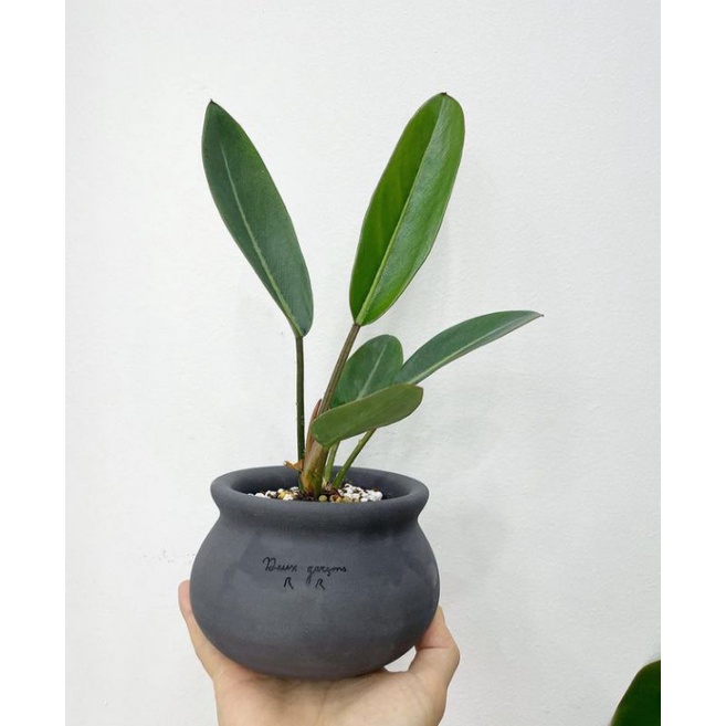 Tanaman Hias philodendron callosum - Philogolok