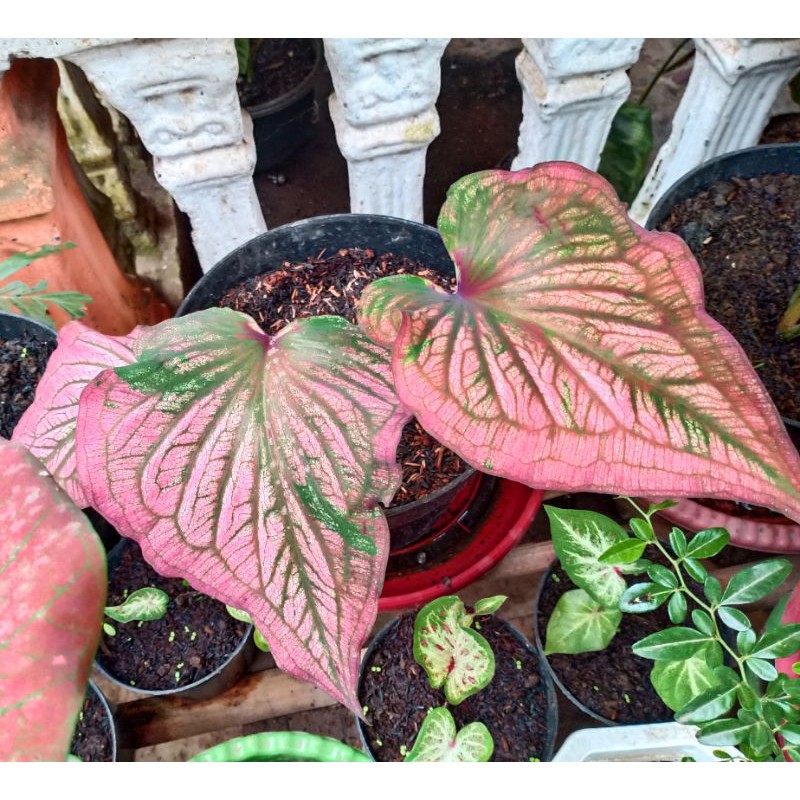 Keladi Infinity (Caladium Import Infinity)