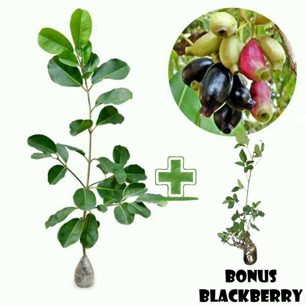 Tanaman Buah Juwet Tanpa Biji Plus BONUS Bibit Blackberry