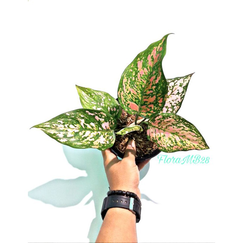 Tanaman hias aglonema ruby dinamit