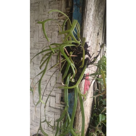 kadaka rumpai kadaka tandukrusa mini