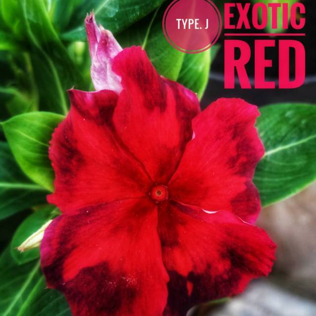 Benih Vinca Juntai - Vinca Exotic Red