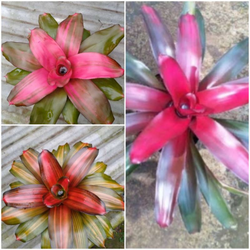 Tanaman bromelia-paket 3 pohon bromelia,bromelia diment,bromelia rafael,bromelia red dunhil