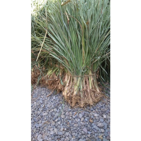 BIBIT RUMPUT GAJAH ODOT SUPER