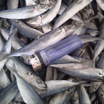 

Ikan asin peda layang 500 gram