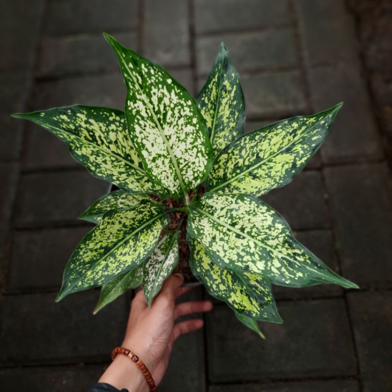 TANAMAN HIAS BUNGA AGLONEMA SNOW WHITE CALON INDUK MURAH / AGLAONEMA SNOW WHITE INDUKAN MURAH
