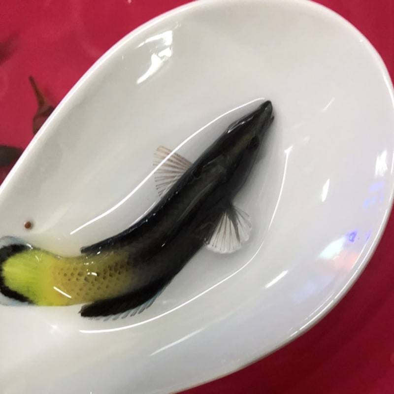 

ikan hias laut dokter asli