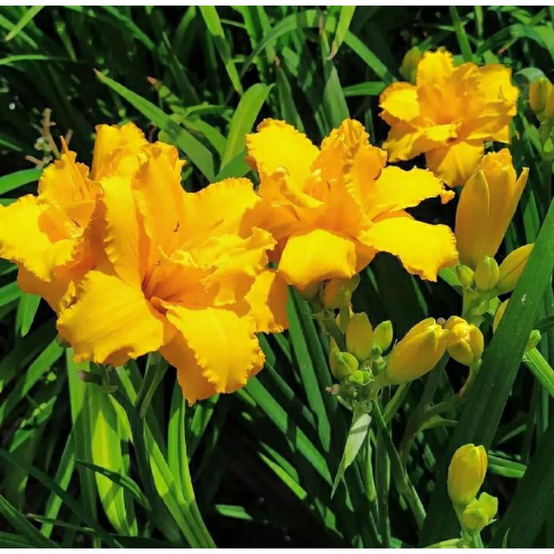 tanaman hias lily kuning/lily gold