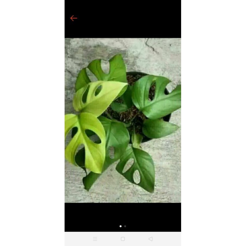 monstera rapidopora pertusa