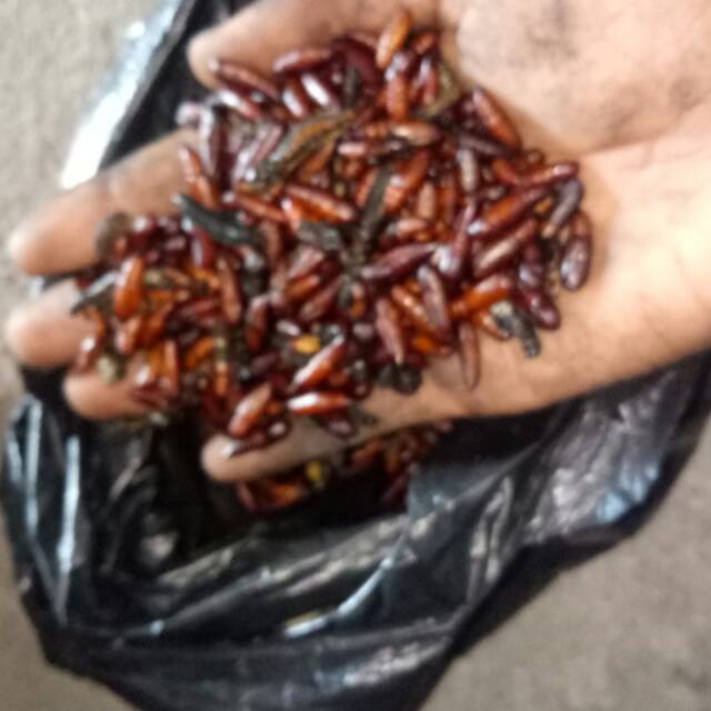 

Entung jati kering