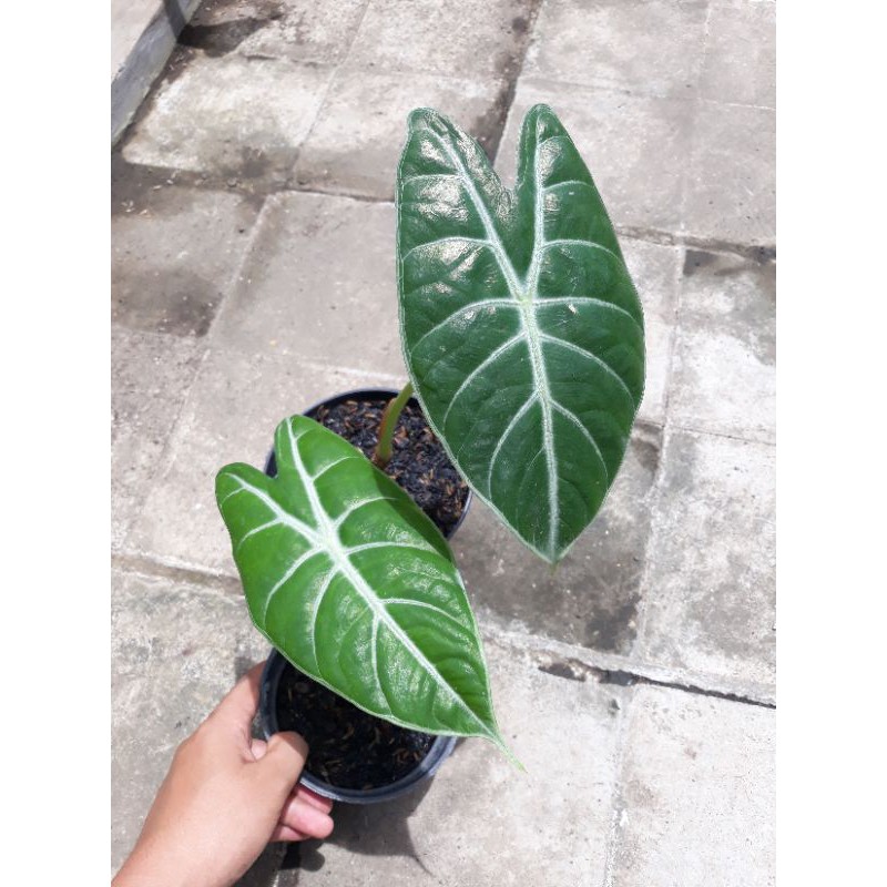 Alocasia Longiloba