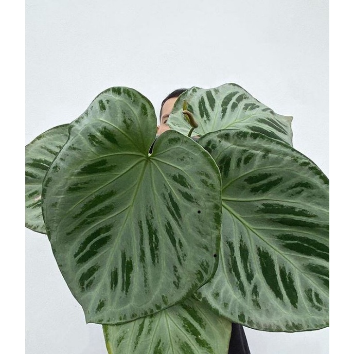 kuping gajah silver blush