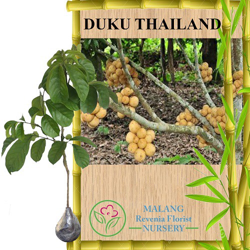 Tanaman Duku Thailand / Longkong