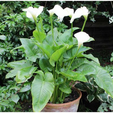 Calla Lily Tanaman Hias Bunga Calla Lily WISATA AGROTANI Tanaman Hidup Bunga