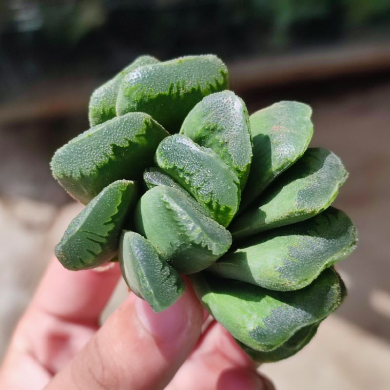 Haworthia truncata hybrid sukulen