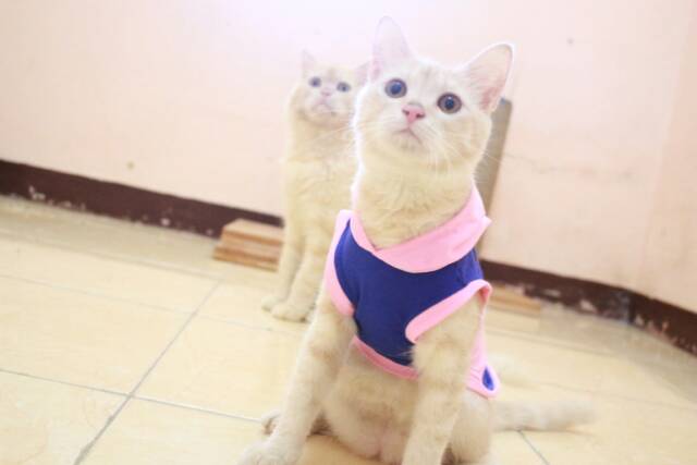 Kaos hoodie mix pinky blue untuk kucing dan anjing / baju kucing murah meriah size S M L XL