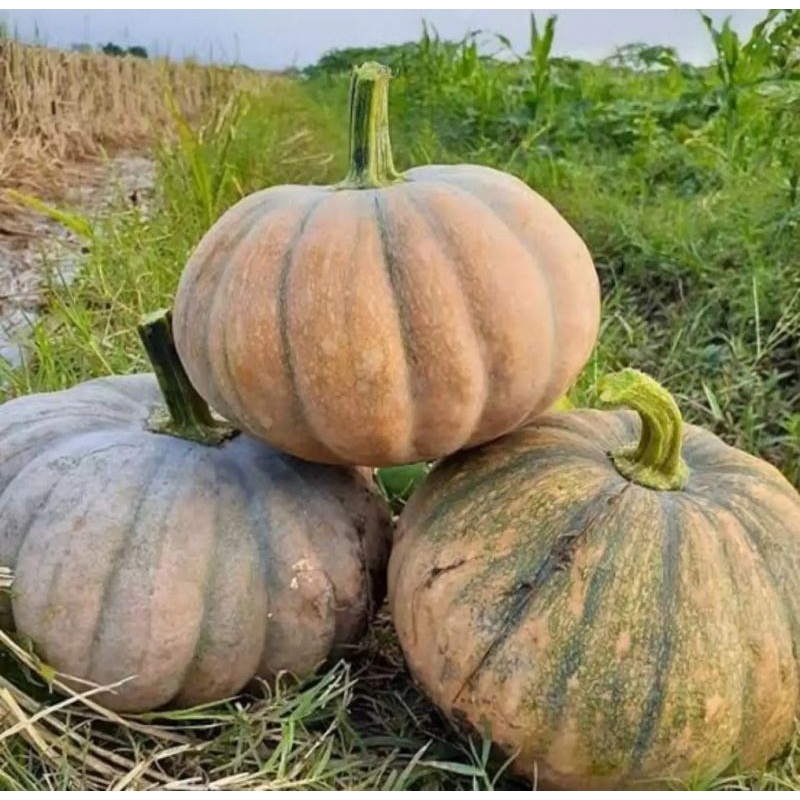 

Labu kuning manis sweet pumpkin 1 pcs besar