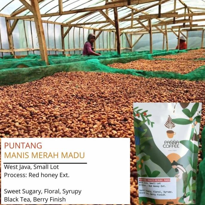 

kopi puntang manis merah madu