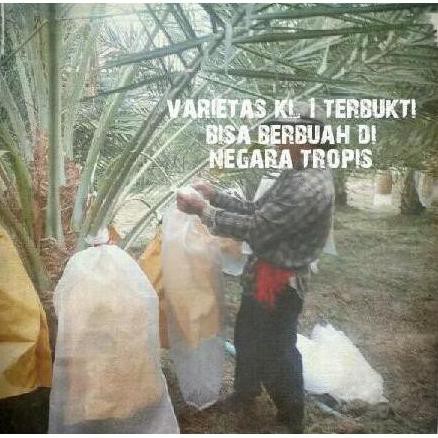 B4Ru #Ter#Laris# Kurma Tropis Bibit Benih Varietas Unggul Hibrida Kolak One Kl1 Pky