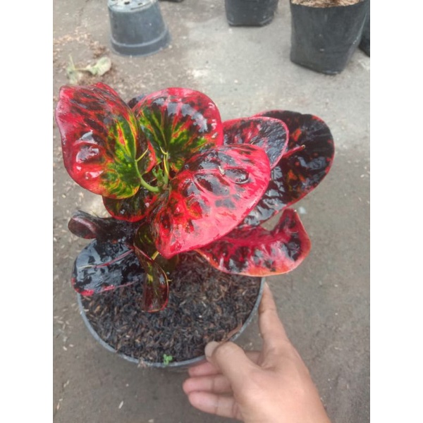 puring apel srg / super red gien